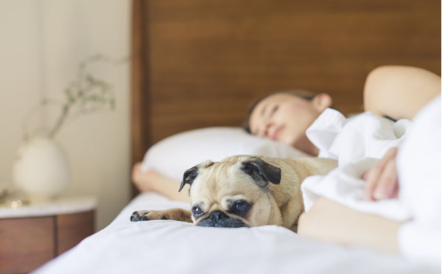 Best Vagus Nerve Stimulator For Sleep In 2026